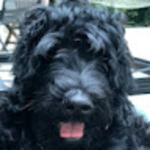 Meet your Posher, Meadow